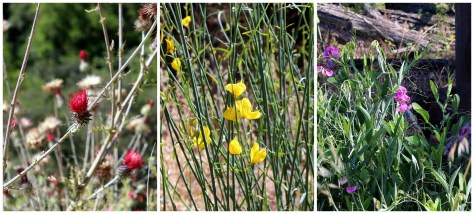 Almaden Wildflowers