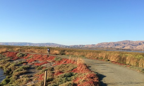 Mallard Slough Trail