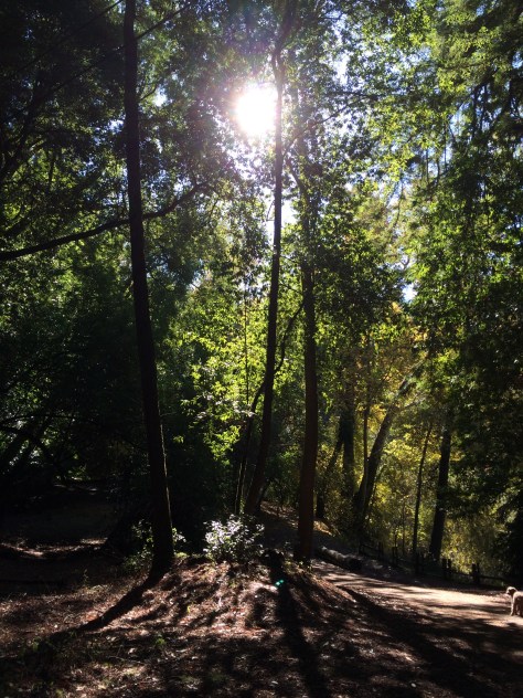 Henry Cowell Redwoods State Park