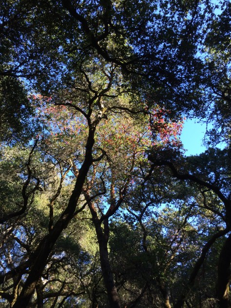 Henry Cowell Redwoods State Park
