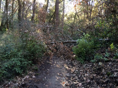 Henry Cowell Redwoods State Park: Fallen Tree