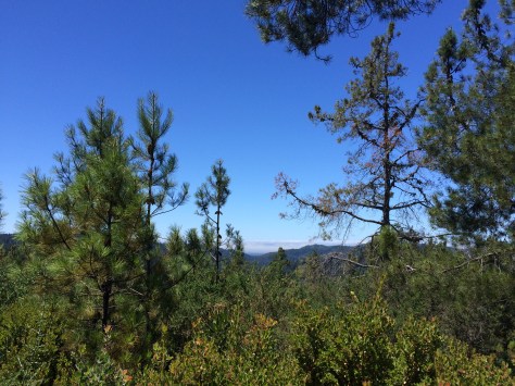 Big Basin Redwoods State Park: Ocean View Summit